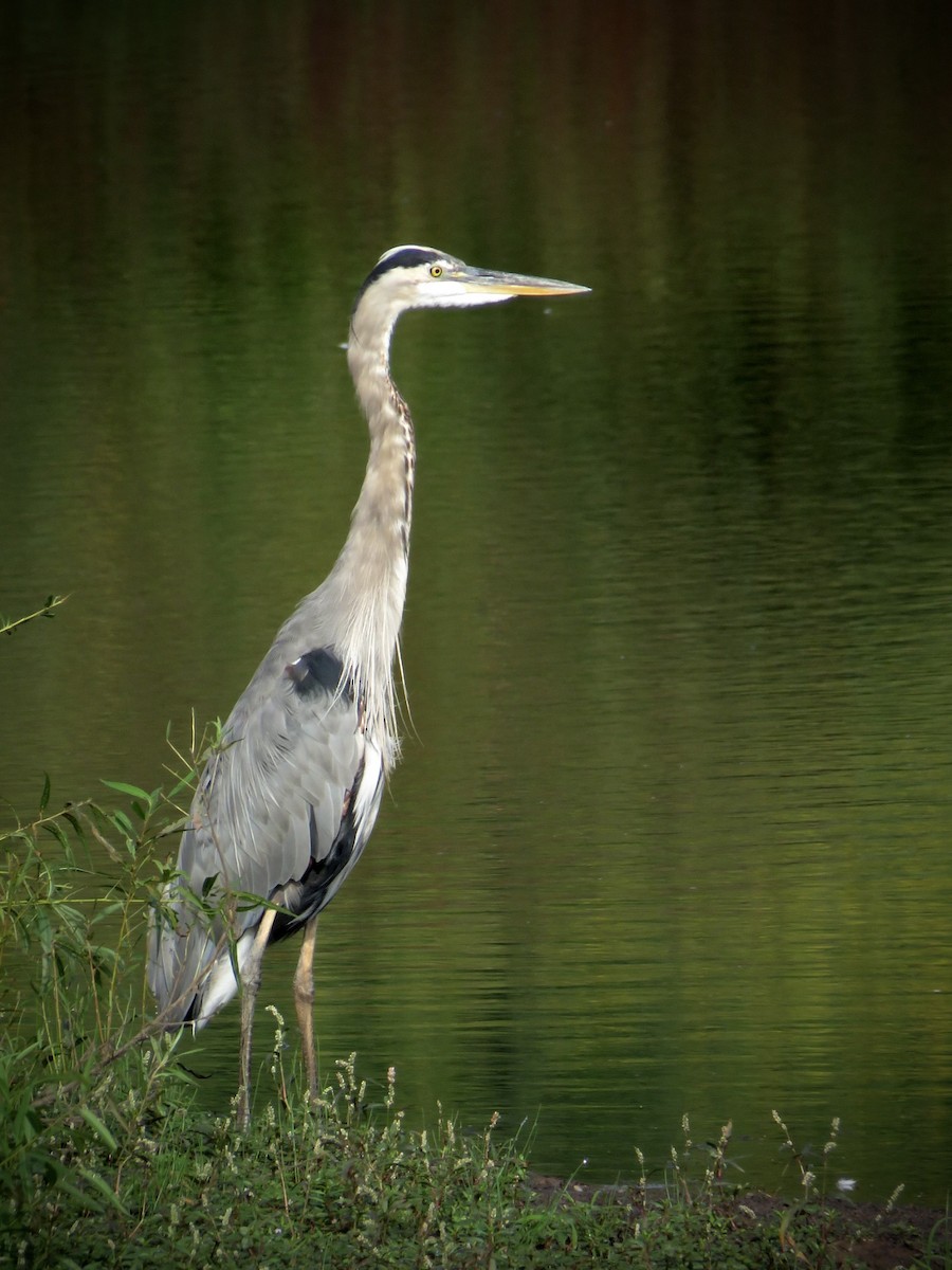 Great Blue Heron - ML370438531