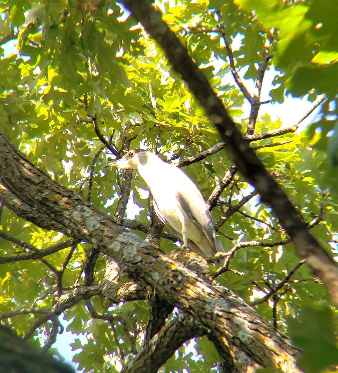 Black-crowned Night Heron - Steven Seltman