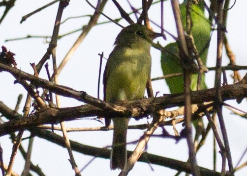 Yellow-bellied Flycatcher - ML370439721