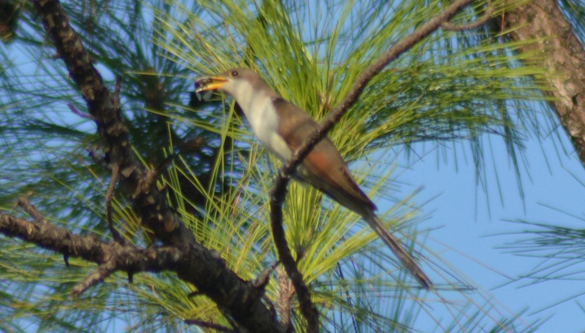 Yellow-billed Cuckoo - Keith M Kemp