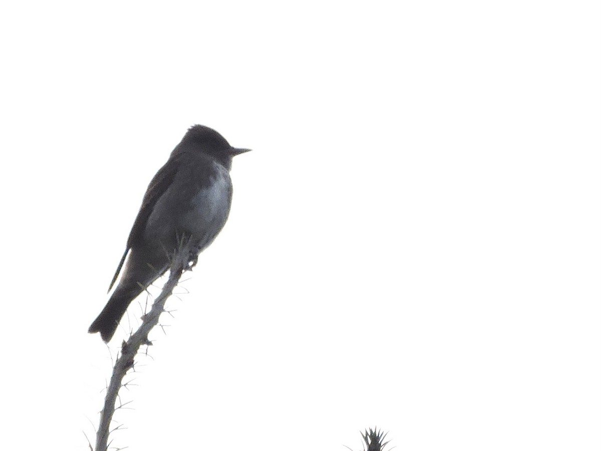 Olive-sided Flycatcher - ML370440671