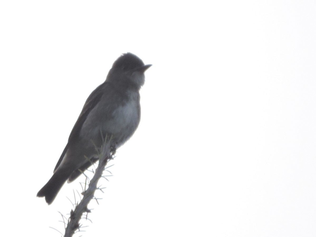 Olive-sided Flycatcher - ML370440701