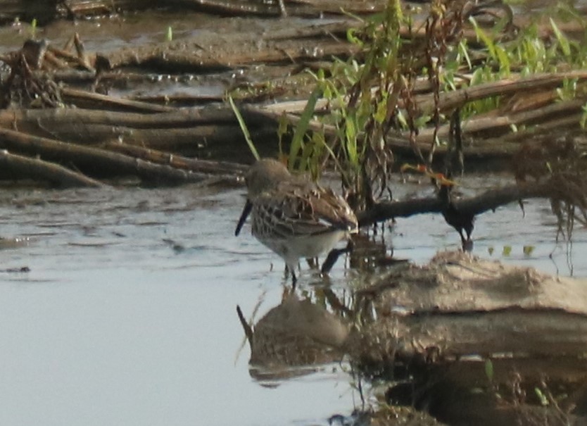 Dunlin - ML370440871