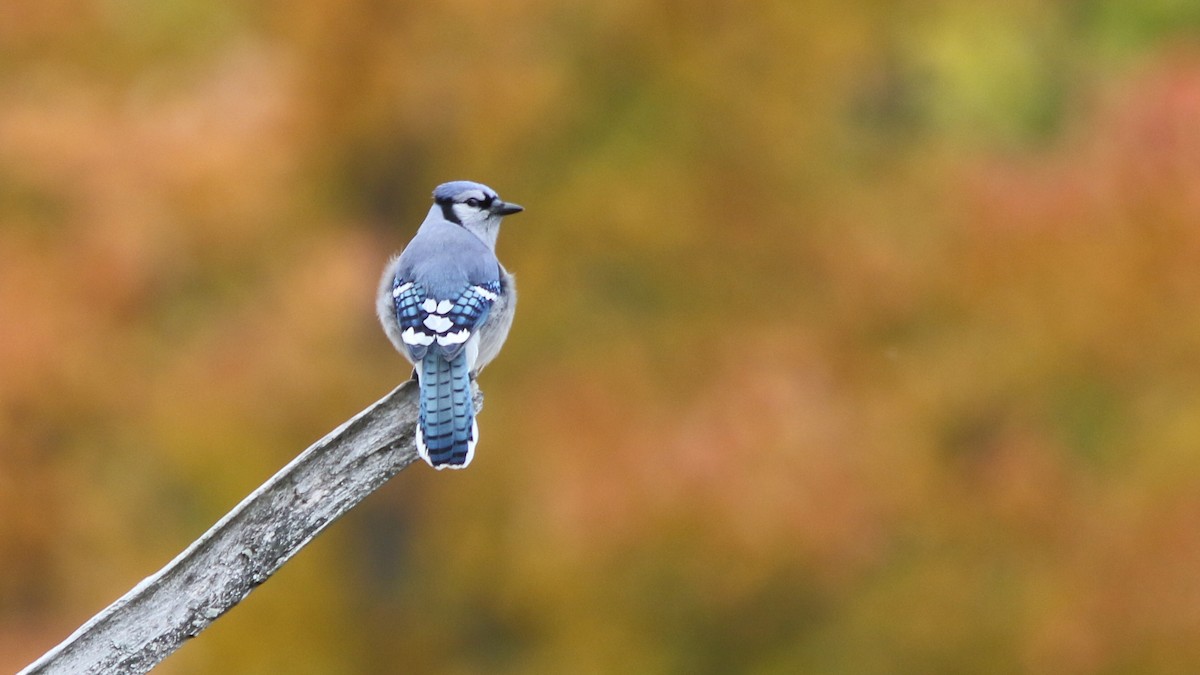 Blue Jay - Daniel Jauvin