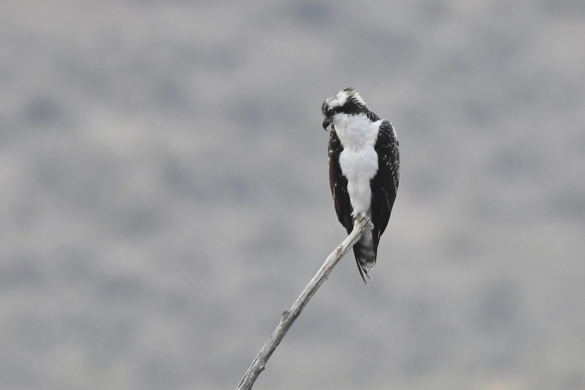 Загасч явлаг - ML370441281