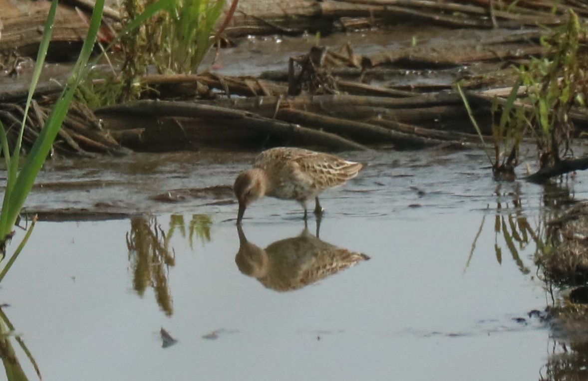 Dunlin - ML370441291