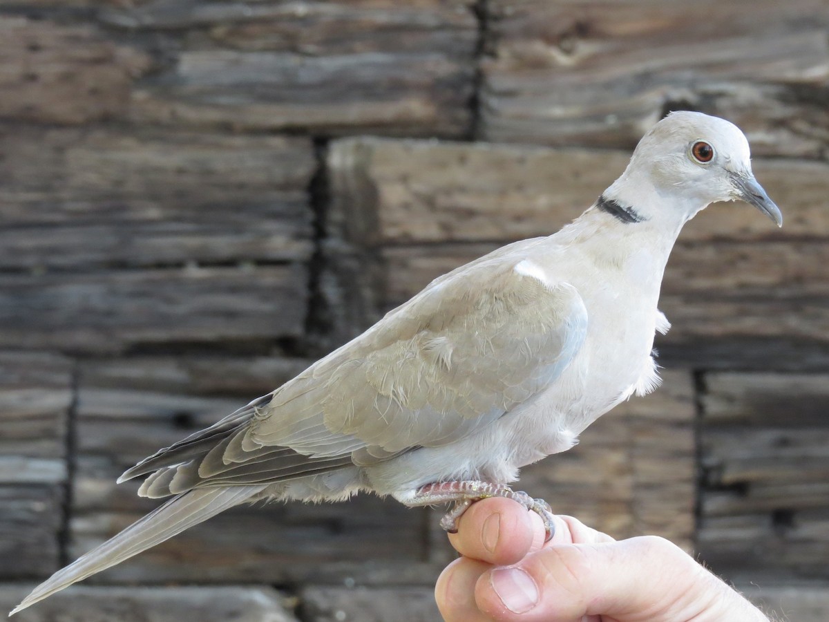 Eurasian Collared-Dove - ML37044151
