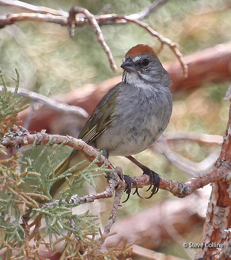 Green-tailed Towhee - ML370444121