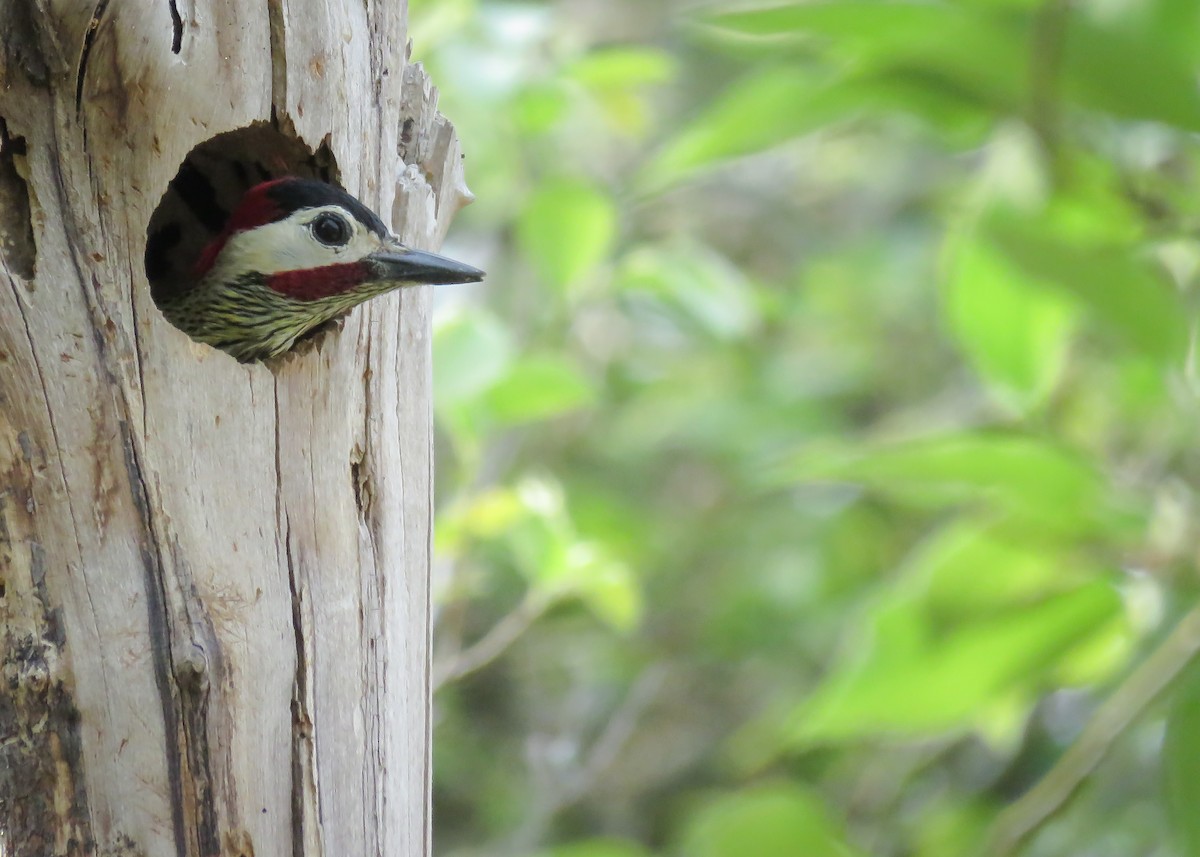 Green-barred Woodpecker (Green-barred) - ML370445691