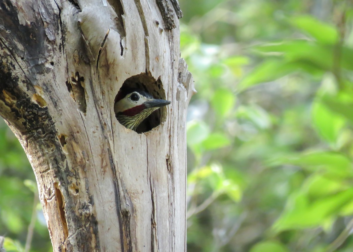 Green-barred Woodpecker (Green-barred) - ML370445711