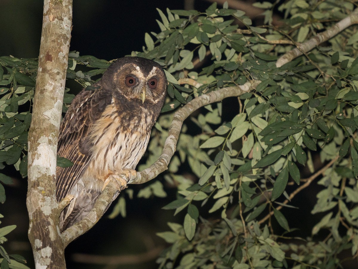 Mottled Owl - ML370445891