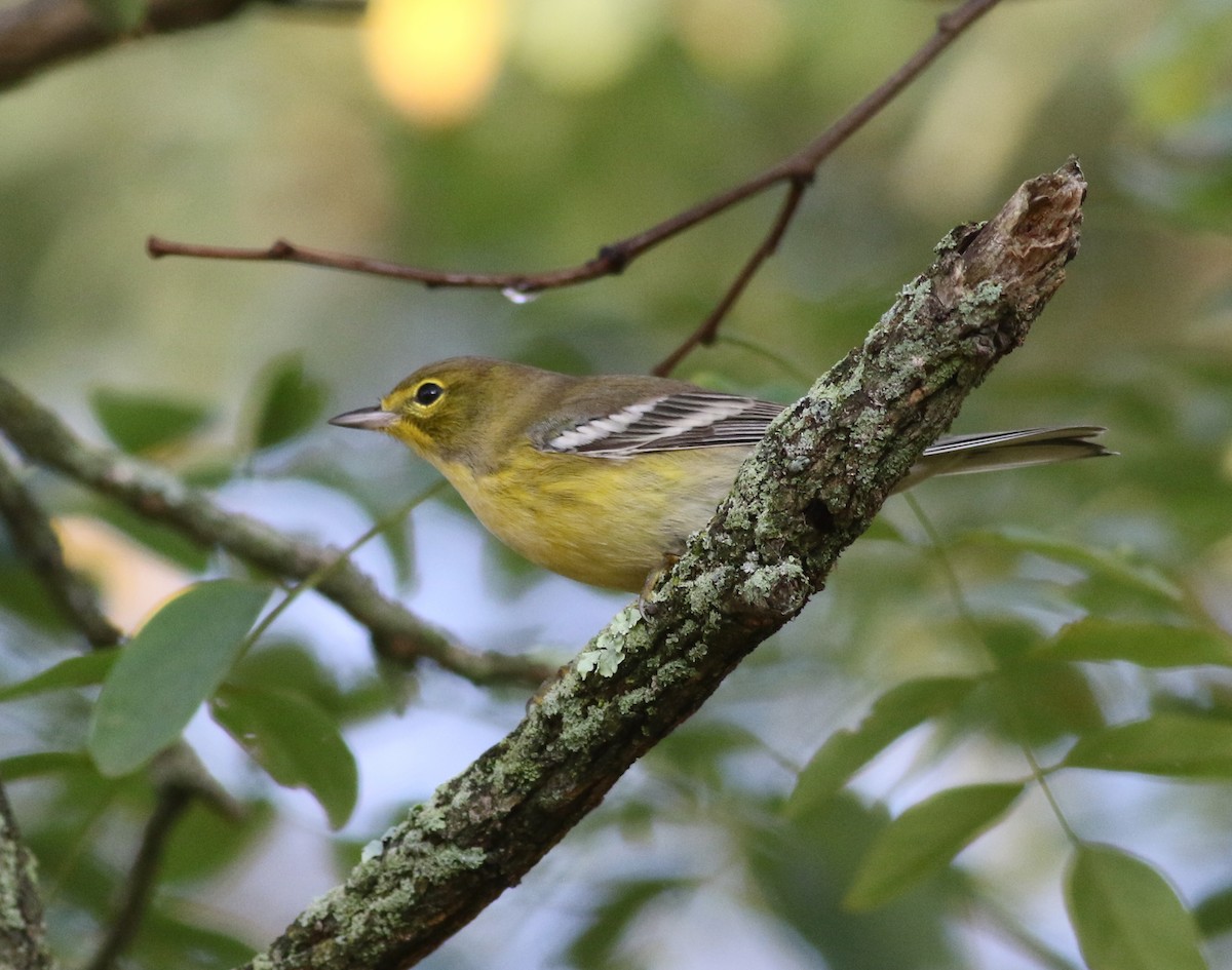 Pine Warbler - Shawn Billerman