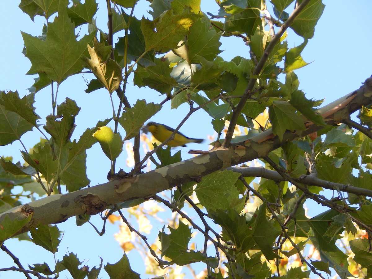 Canada Warbler - ML370446911