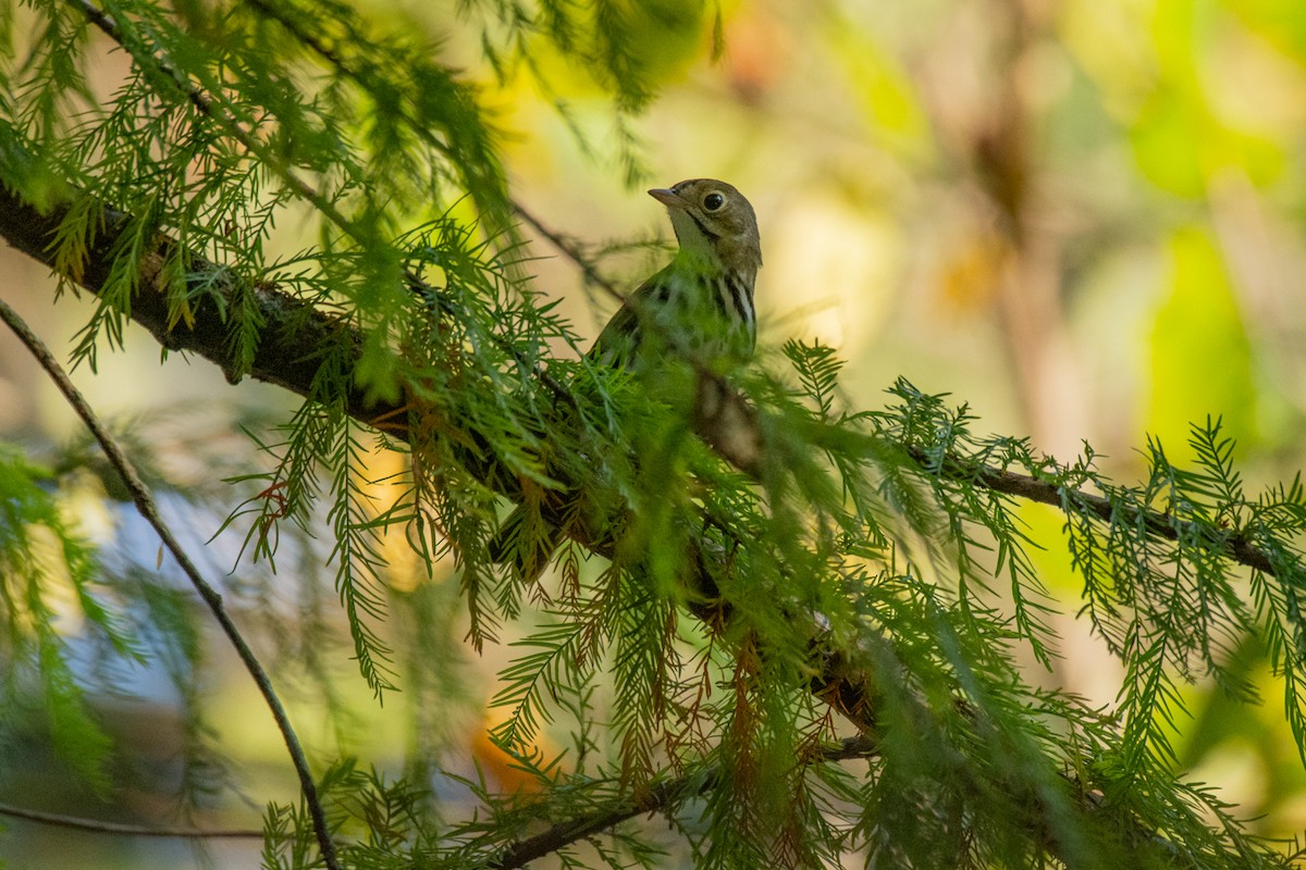 Ovenbird - ML370447091
