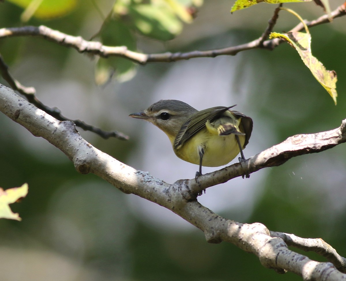 Philadelphia Vireo - ML370447201