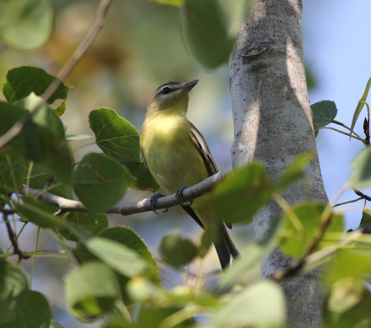 Vireo de Filadelfia - ML370447231