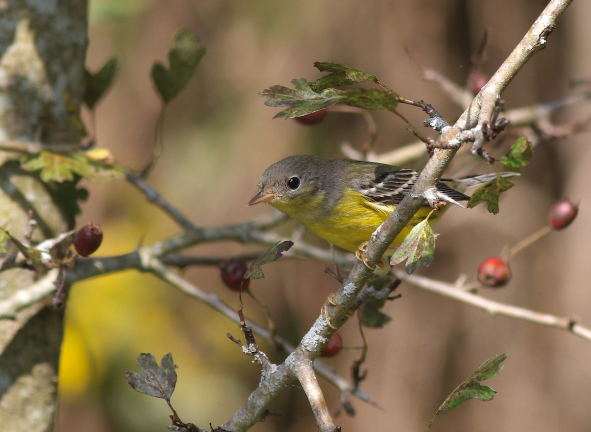 Magnolia Warbler - ML370447301