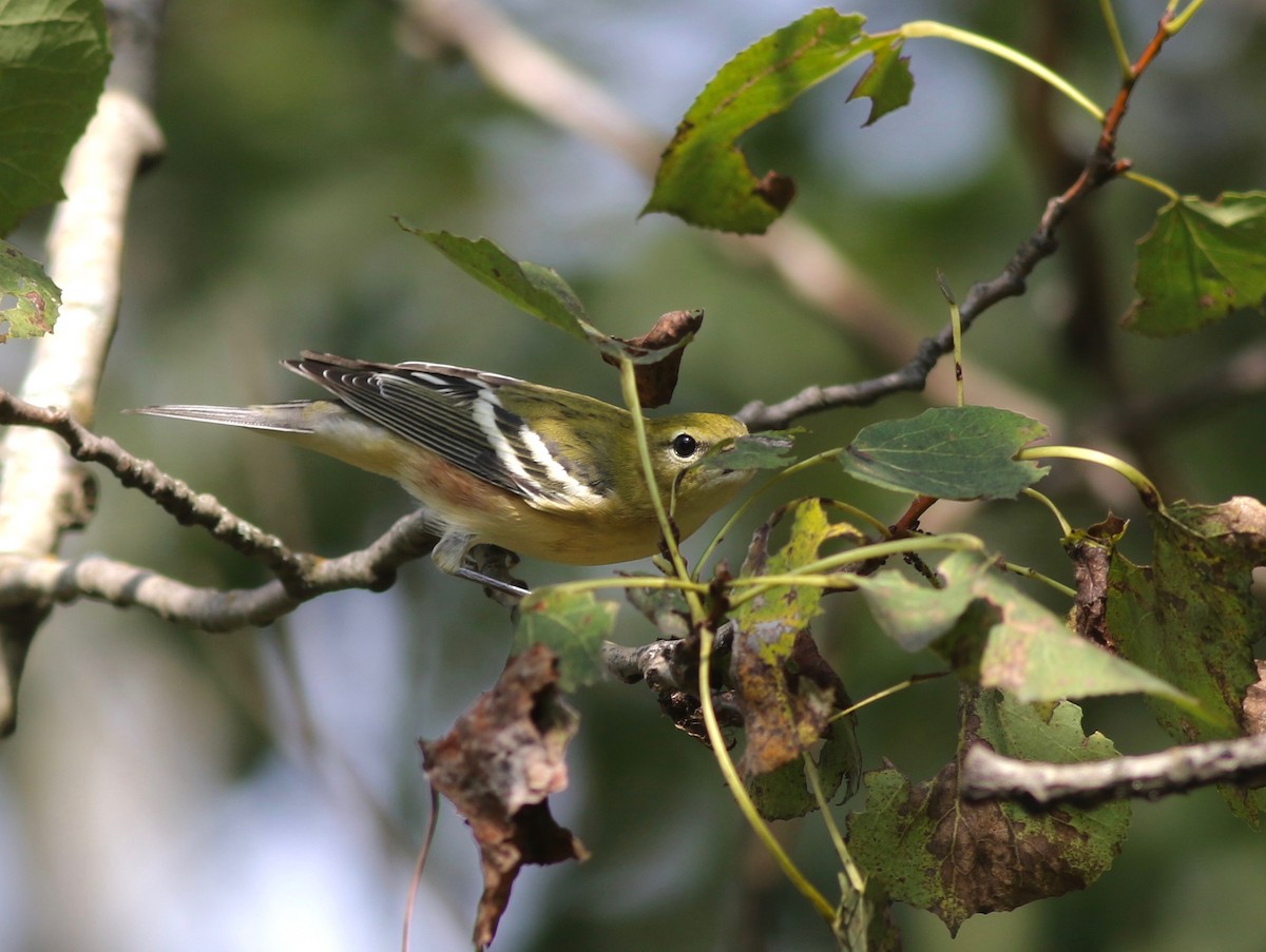 Bay-breasted Warbler - ML370447411