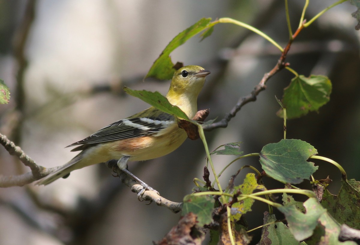 Bay-breasted Warbler - ML370447431