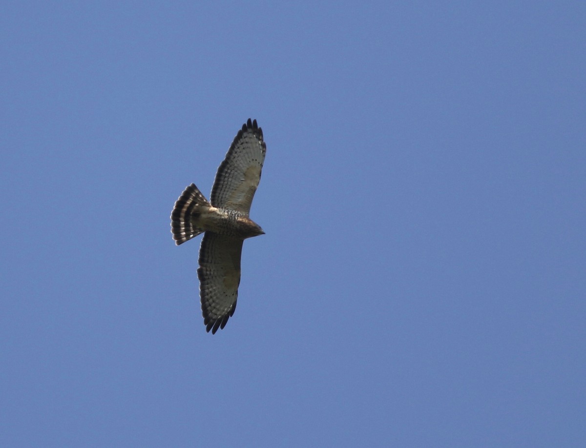 Broad-winged Hawk - ML370447491