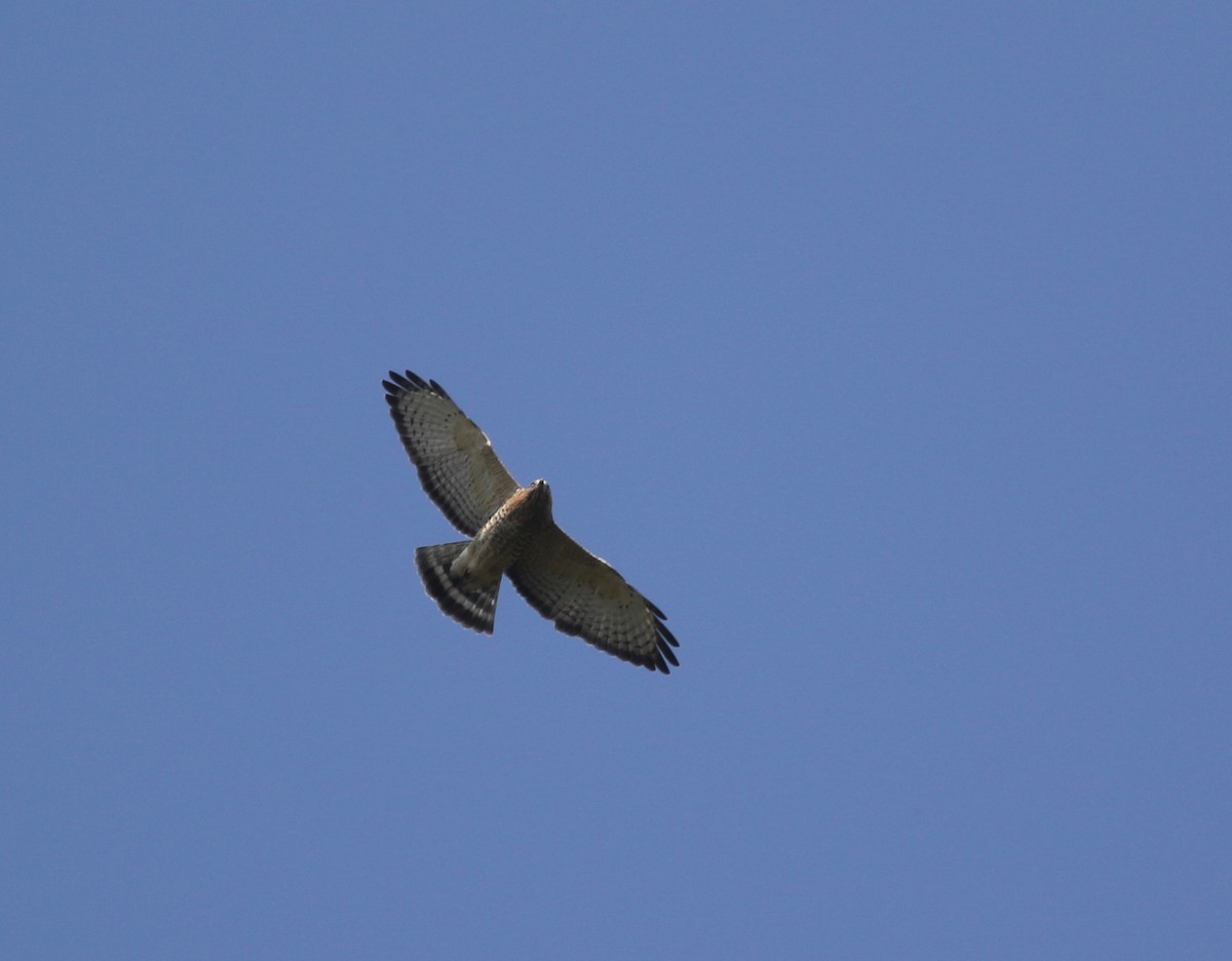 Broad-winged Hawk - ML370447501