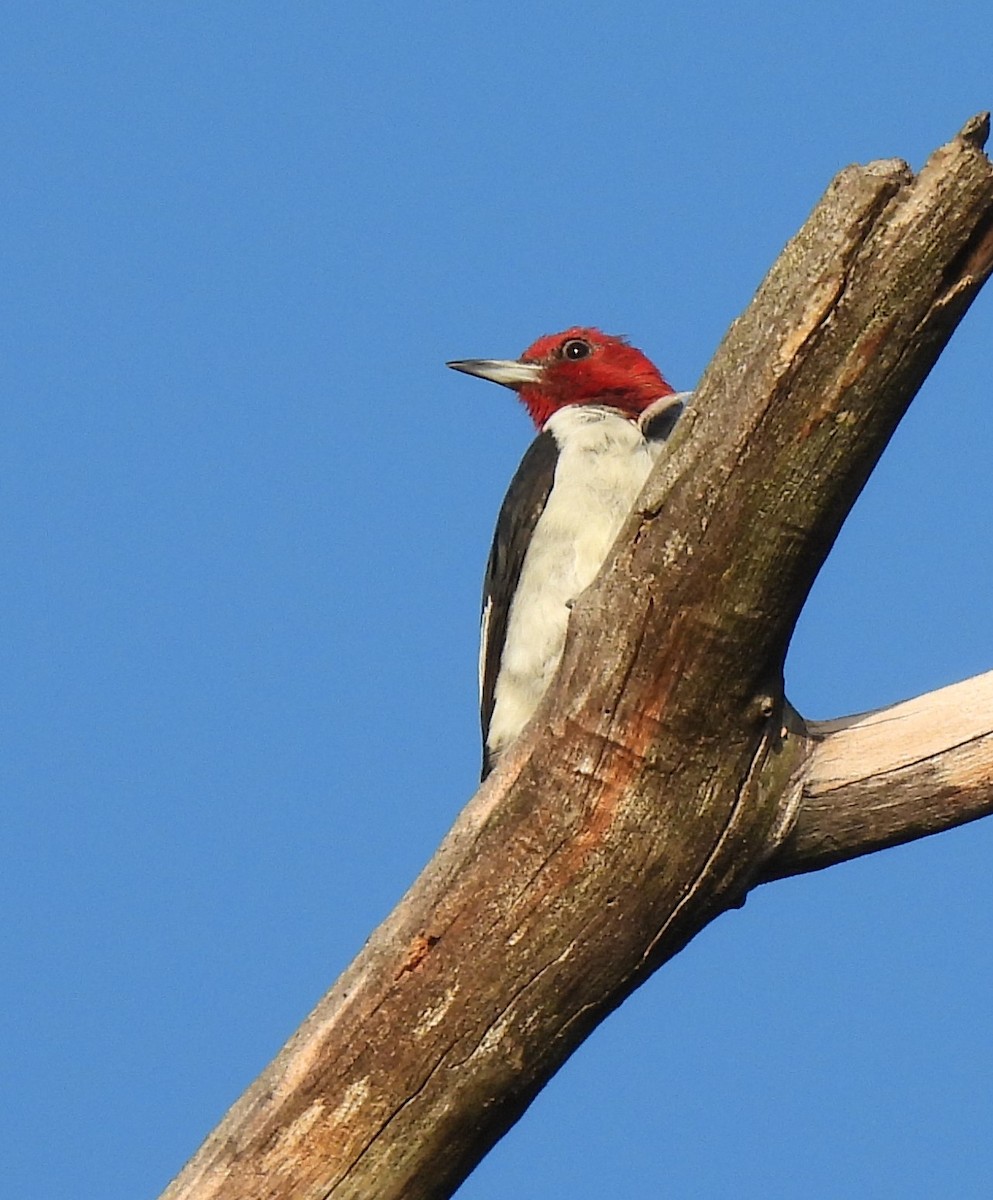 Red-headed Woodpecker - ML370447971