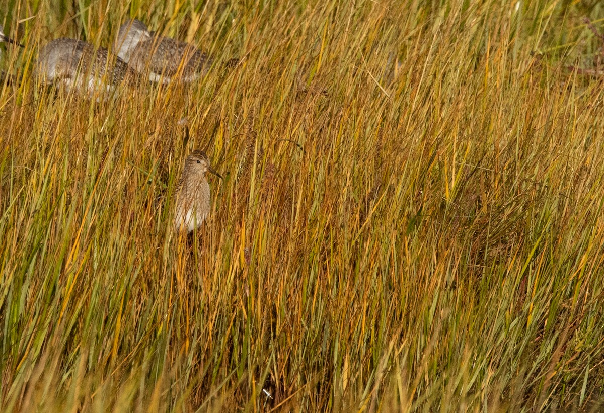 アメリカウズラシギ - ML370448161