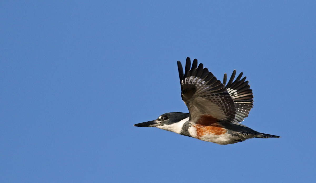 Belted Kingfisher - ML37045091
