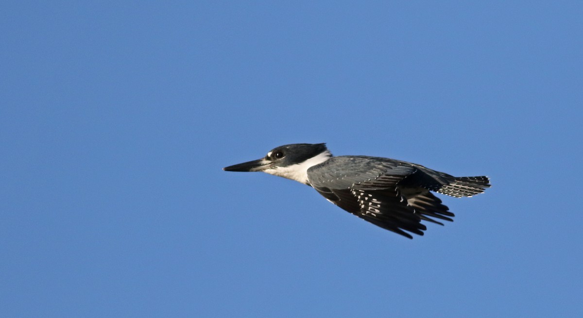 Belted Kingfisher - ML37045111