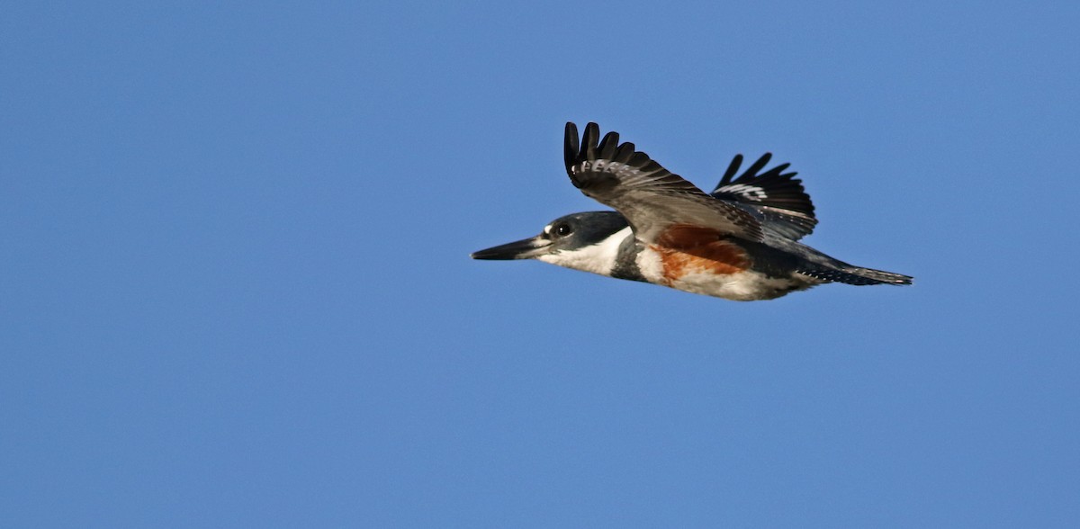 Belted Kingfisher - ML37045131