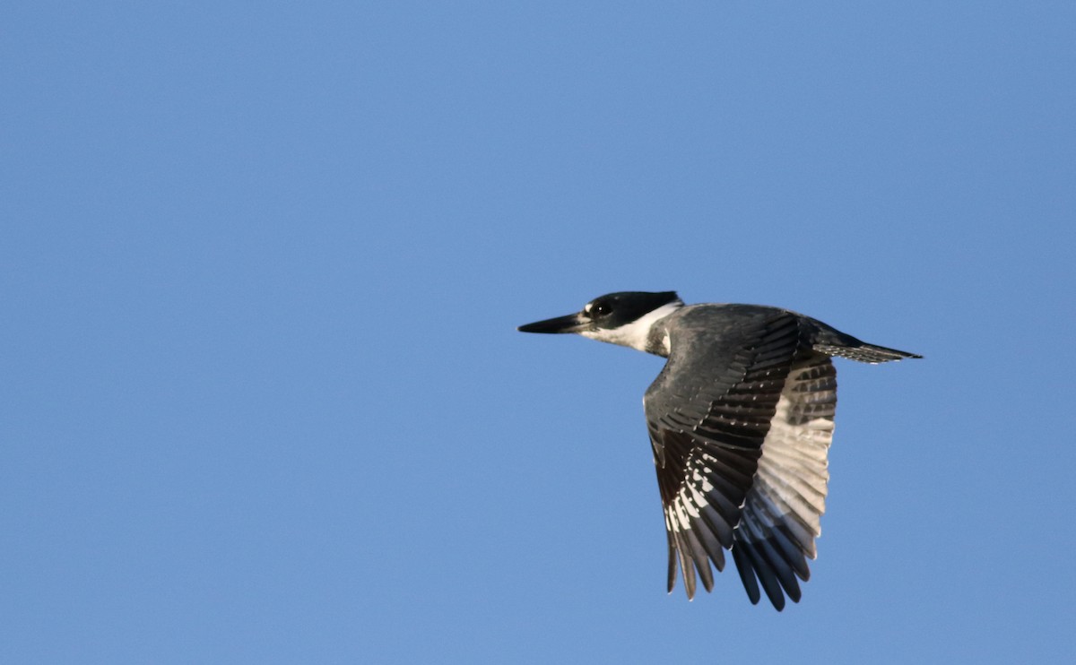 Belted Kingfisher - ML37045151