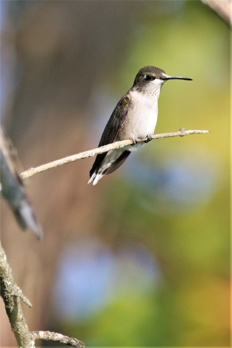 Colibrí Gorjirrubí - ML370451521