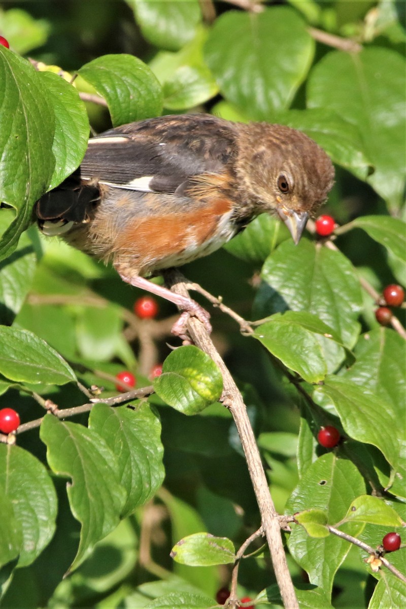 Eastern Towhee - ML370451591