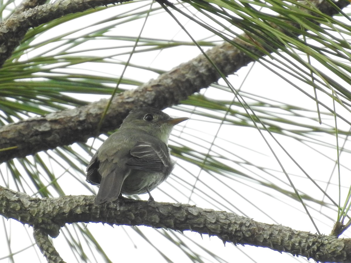 Eastern Wood-Pewee - ML370451681