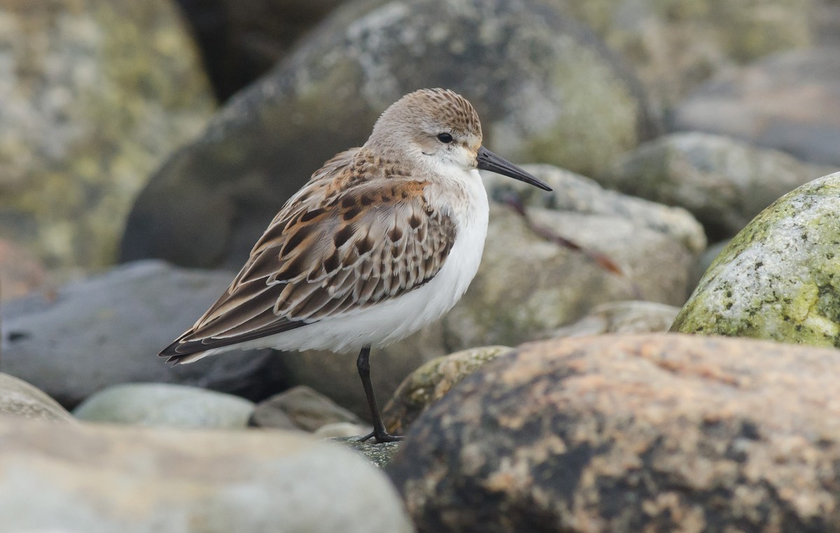 Western Sandpiper - ML370451811