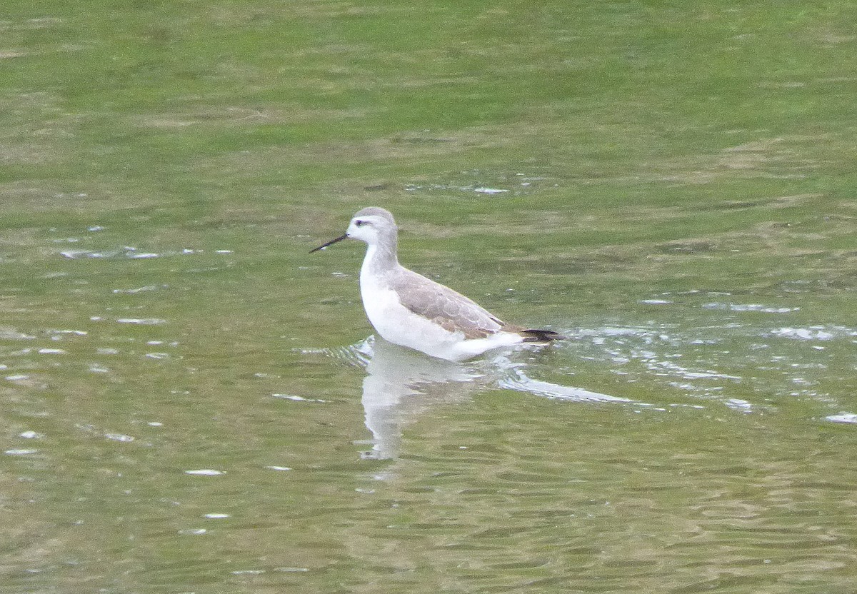 Phalarope de Wilson - ML370452901