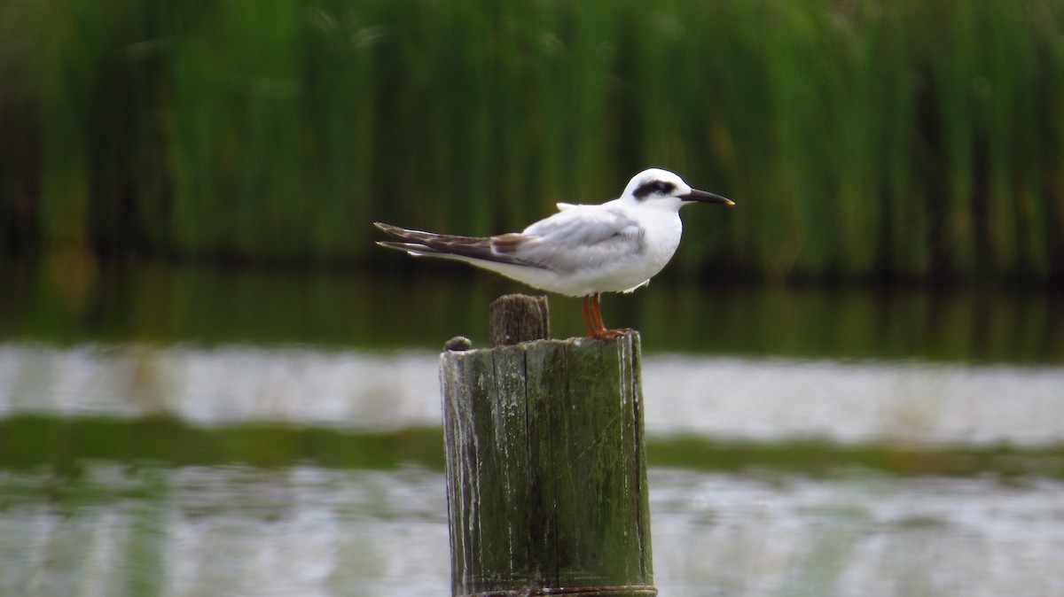 Snowy-crowned Tern - Alejandra Pons