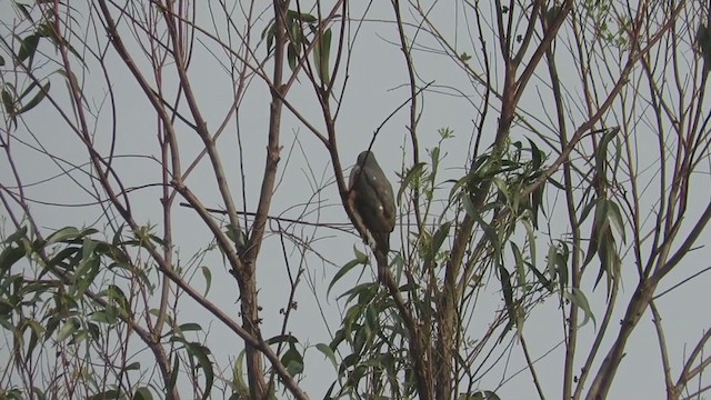 Sharp-shinned Hawk (Rufous-thighed) - ML370455711