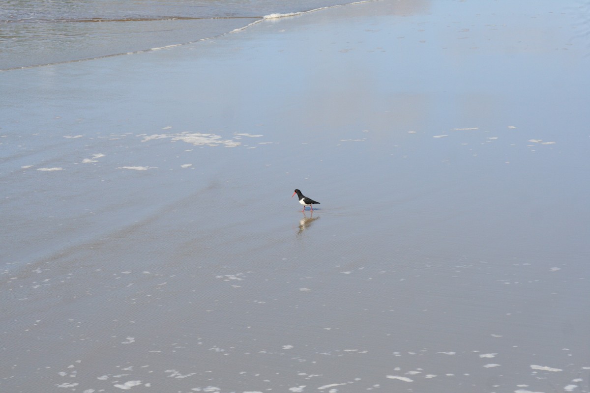 Pied Oystercatcher - ML37045581