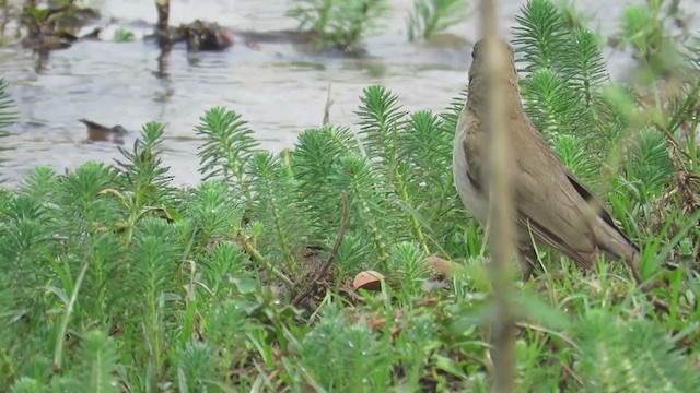 Creamy-bellied Thrush - ML370456641