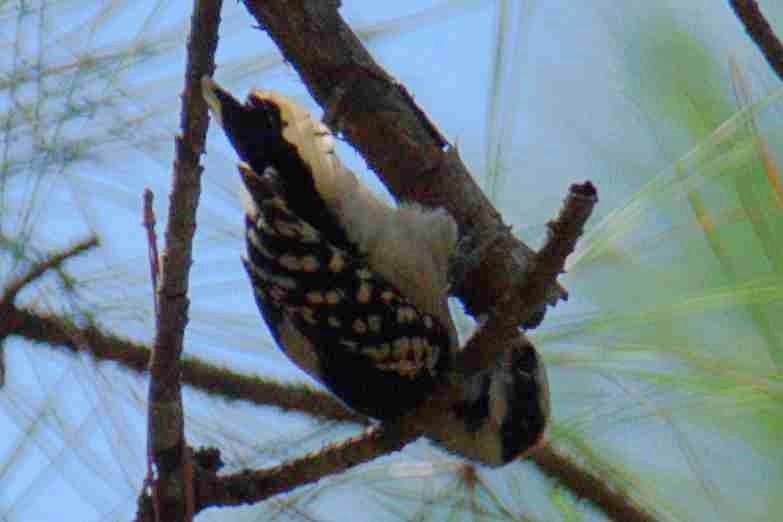 Downy Woodpecker - ML370457601