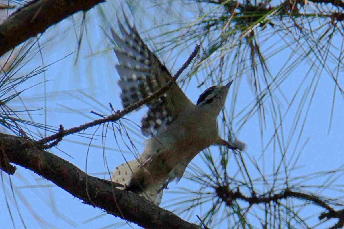 Downy Woodpecker - ML370457651