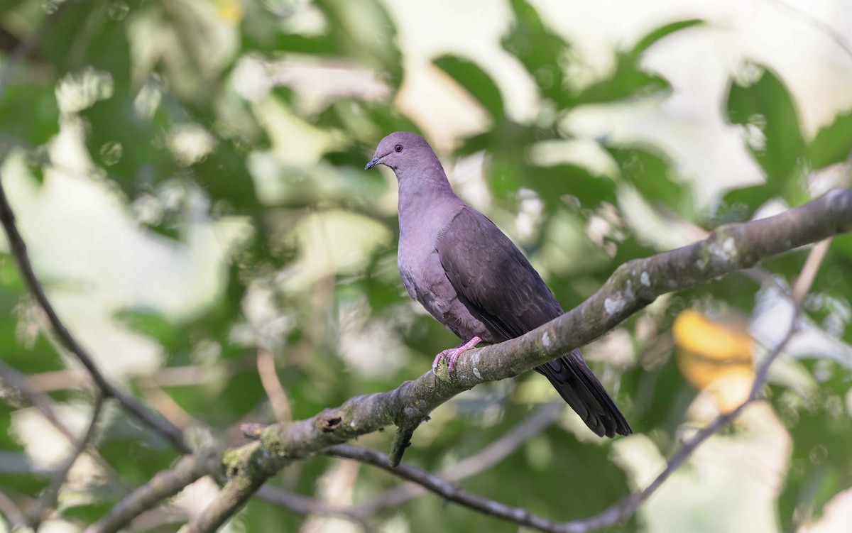 Ruddy Pigeon (Ruddy) - ML370458841