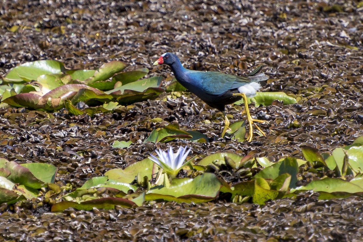 Purple Gallinule - Luiz Carlos Ramassotti