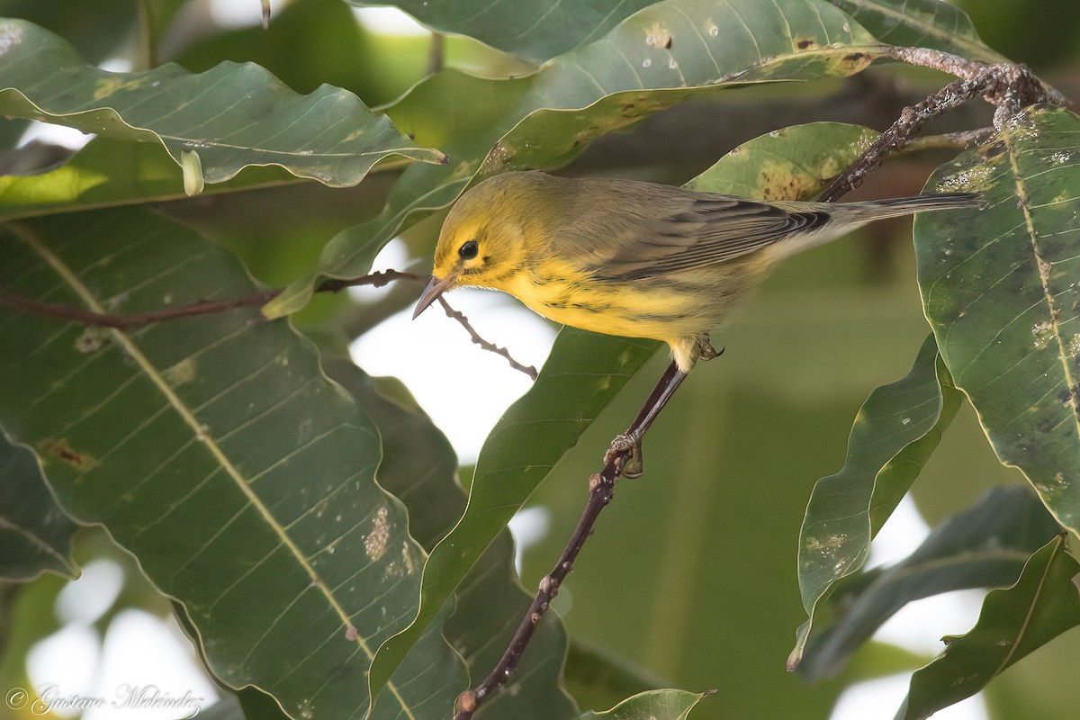 Prairie Warbler - ML370460521