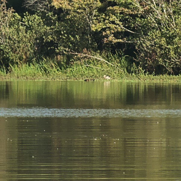 Tricolored Heron - ML370463151