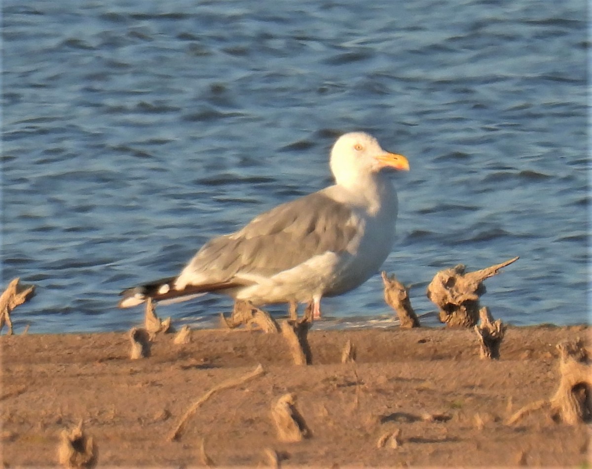 Herring Gull - ML370463421