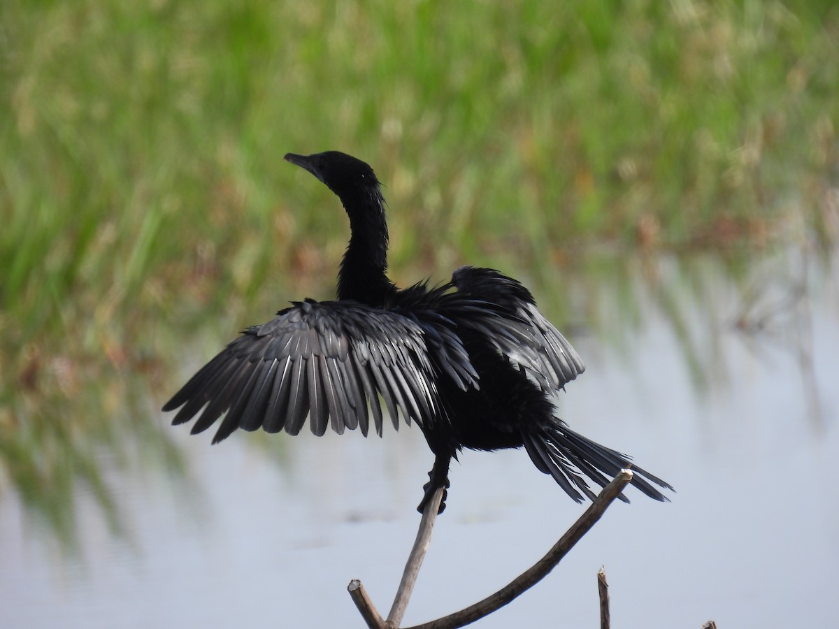 Little Cormorant - Navin  P Mathew