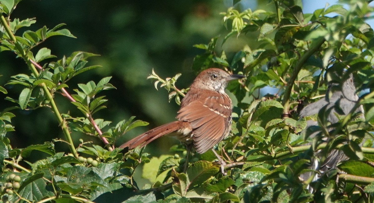 Brown Thrasher - ML370464651