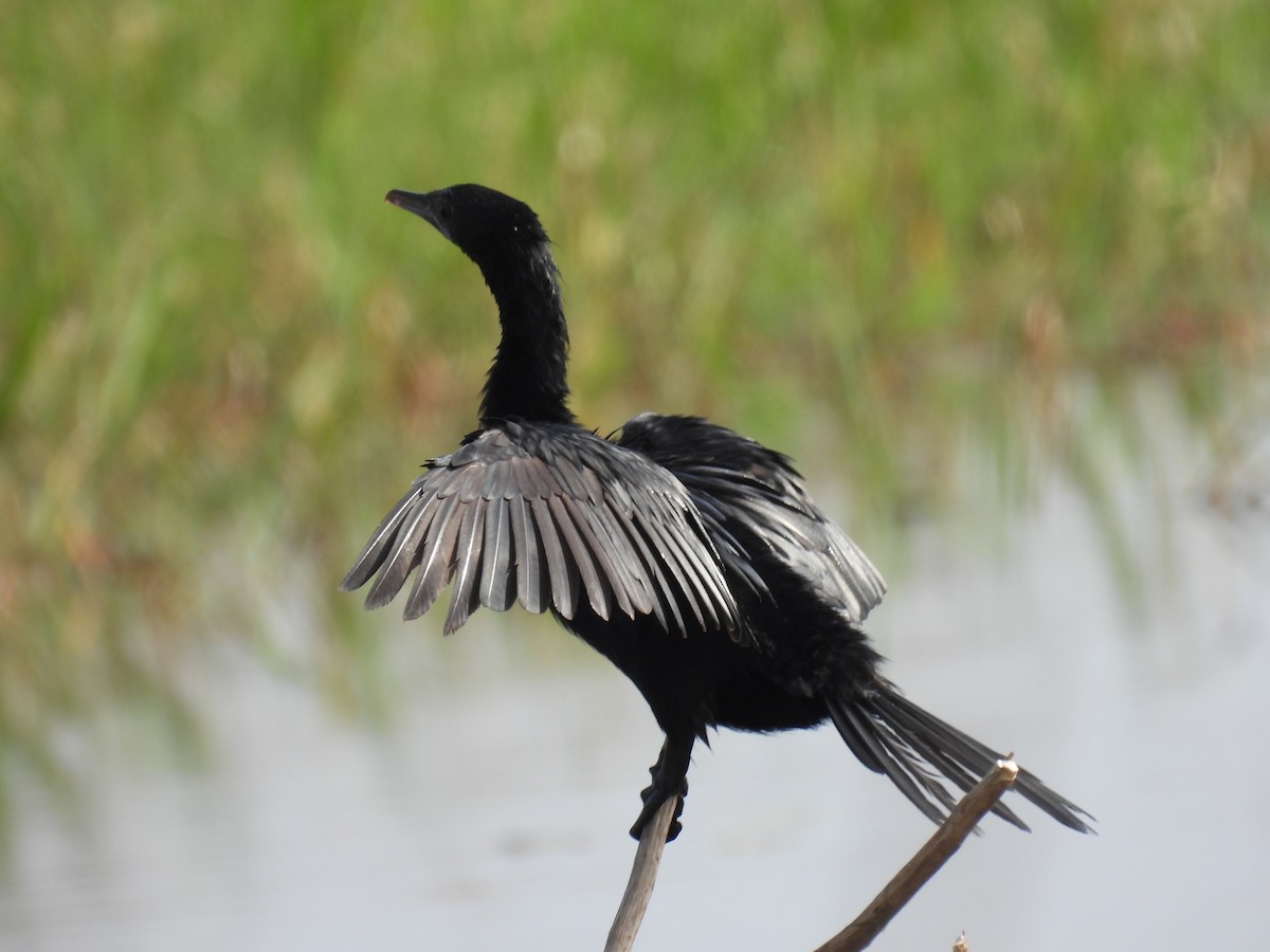 Little Cormorant - ML370464751